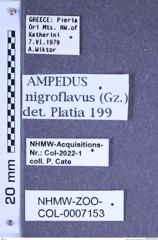 Etiketten zu Ampedus nigroflavus (Goeze, 1777) (NHMW-ZOO-COL-0007153)